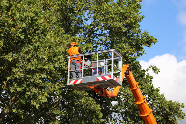 How Our Tree Care Process Works  in Fairmount, TN